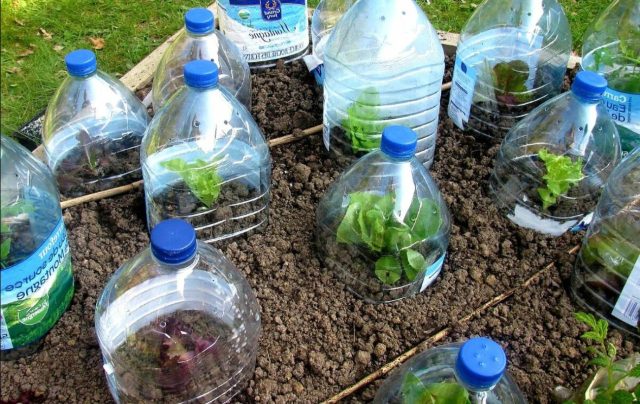 Молодое растение под защитой прозрачной пластиковой бутыли-парничка