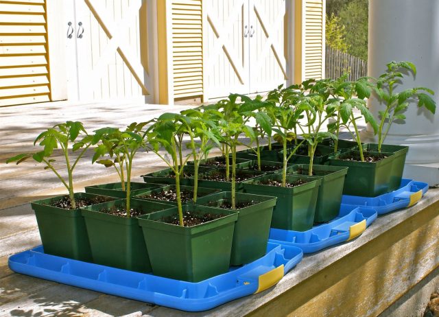 Начинаем процесс закаливания с кратковременных прогулок рассады в защищенном от ветра тенистом месте чтобы дать тканям растения адаптироваться к изменению влажности и состава воздуха без риска солнечных ожогов.