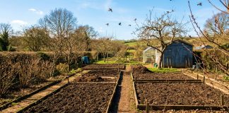 Как подготовить почву к посадкам? - Сад и огород Как правильно подготовить почву к посадкам?