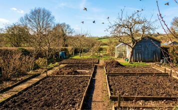 Как подготовить почву к посадкам? Как правильно подготовить почву к посадкам?