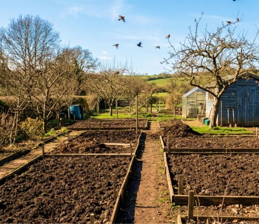 Как подготовить почву к посадкам? - Сад и огород Как правильно подготовить почву к посадкам?