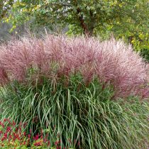 Мискантус китайский (Miscanthus sinensis)