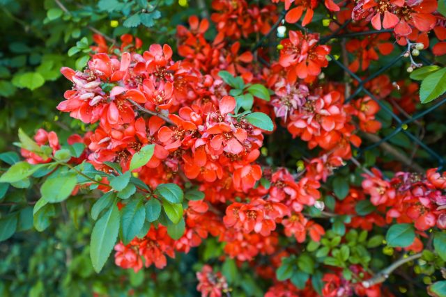 Хеномелес вспыхивает на голых ветках яркими оранжево-красными цветами. В ещё зимнем саду он выглядит неожиданно и резко выделяется — именно такие контрасты и работают как сильный весенний акцент.