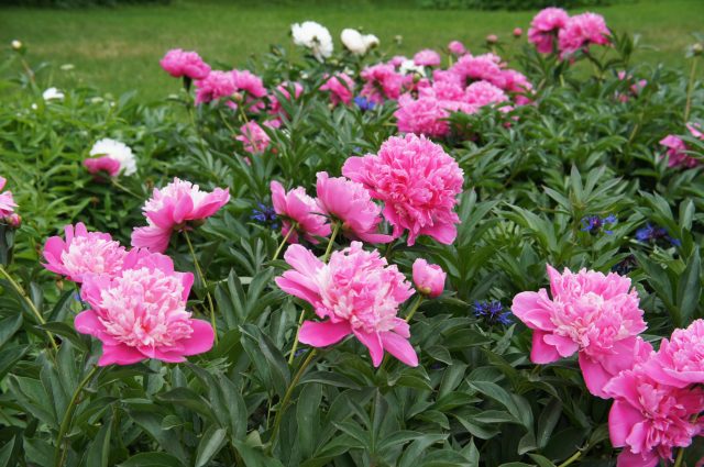 Пион цветёт недолго, но мощно: крупные, плотные цветки сразу притягивают взгляд. После цветения он не исчезает — остаётся аккуратный куст, который держит форму и поддерживает композицию до осени.