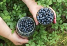 Как увеличить урожай голубики? Проверенные методы