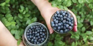 Как увеличить урожай голубики? Проверенные методы