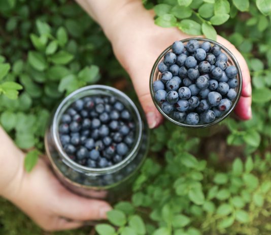 Как увеличить урожай голубики? Проверенные методы