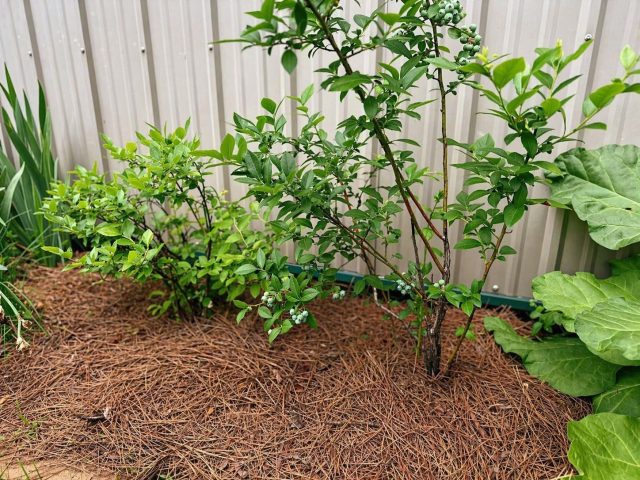 Мульча защищает корни от перегрева и пересыхания, удерживает влагу и поддерживает кислотность. Лучше всего работает хвойный опад, кора или щепа слоем 5–8 см.