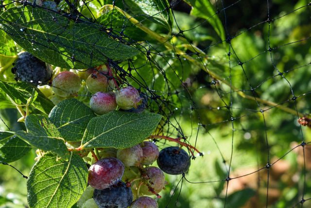 Как только ягоды начинают окрашиваться, кусты нужно закрывать сеткой. Без защиты птицы могут собрать урожай раньше вас, особенно в период массового созревания.
