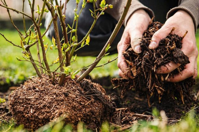 Без кислой почвы голубика не работает: при pH выше нормы кусты слабеют, листья желтеют, урожая нет. Основа — верховой торф, хвоя и кора, плюс регулярное подкисление для стабильного роста.