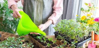 Кислоты для растений: как улучшить усвоение питания и ускорить рост