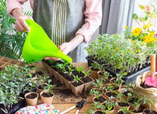 Кислоты для растений: как улучшить усвоение питания и ускорить рост