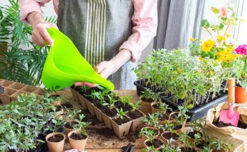 Кислоты для растений: как улучшить усвоение питания и ускорить рост