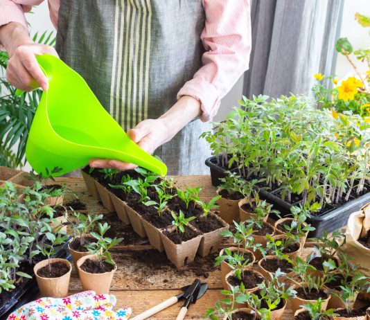 Кислоты для растений: как улучшить усвоение питания и ускорить рост