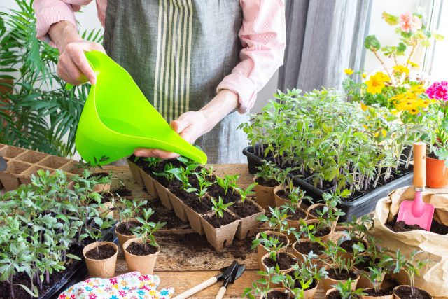 Кислоты для растений: как улучшить усвоение питания и ускорить рост