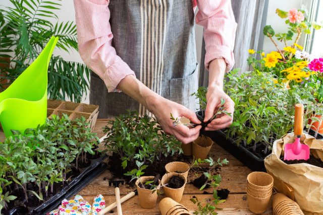 Кислотные комплексы помогают рассаде быстрее укорениться и легче пережить пикировку, а взрослым растениям — лучше усваивать питание, активно расти, формировать бутоны и устойчиво переносить стрессовые условия