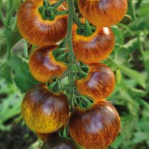 Томат Китайский фонарик F1 Томат Китайский фонарик F1