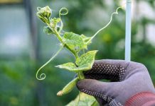 Клещи в саду — как надёжно остановить вредителя на участке