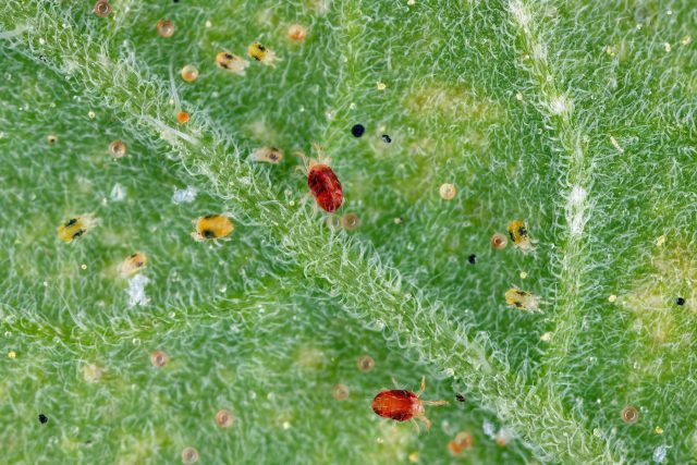 Как развивается клещ: с потеплением вредители быстро выходят из зимовки и запускают цикл размножения. За 2–3 недели появляется новое поколение, а за сезон их может быть до 10–12, поэтому вспышки происходят стремительно.