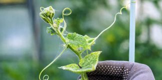 Клещи в саду — как надёжно остановить вредителя на участке