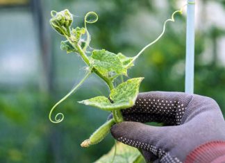 Клещи в саду — как надёжно остановить вредителя на участке - Блоги компаний Клещи в саду — как надёжно остановить вредителя на участке