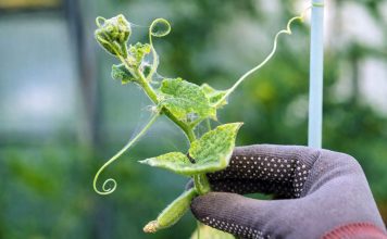 Клещи в саду — как надёжно остановить вредителя на участке Клещи в саду — как надёжно остановить вредителя на участке