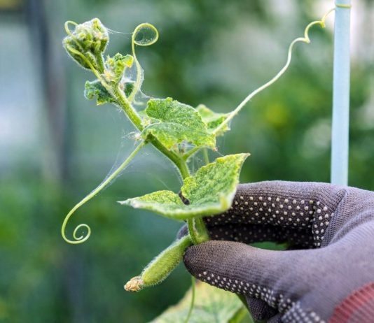 Клещи в саду — как надёжно остановить вредителя на участке - Сад и огород Клещи в саду — как надёжно остановить вредителя на участке