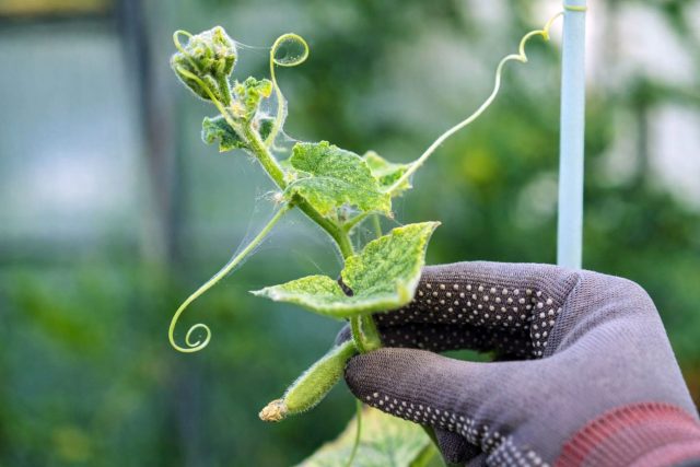 Клещи в саду — как надёжно остановить вредителя на участке