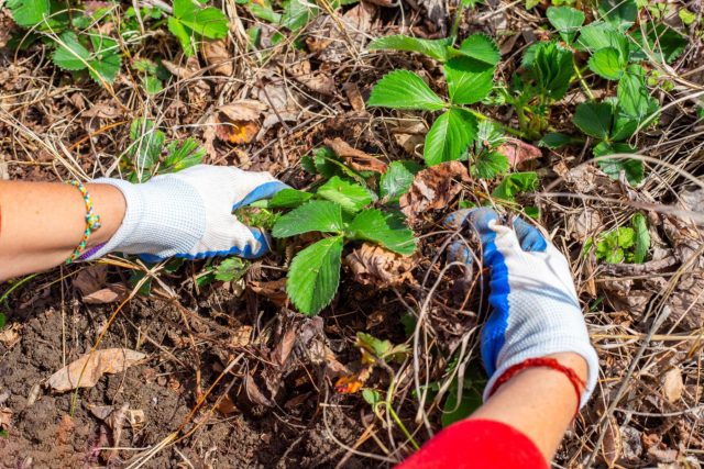 Весенняя ревизия клубничной грядки: уберите почерневшие листья, слежавшуюся мульчу и подгнившие остатки. Всё лишнее весной — это рассадник серой гнили, пятнистостей и слизней, которые позже испортят ягоды.