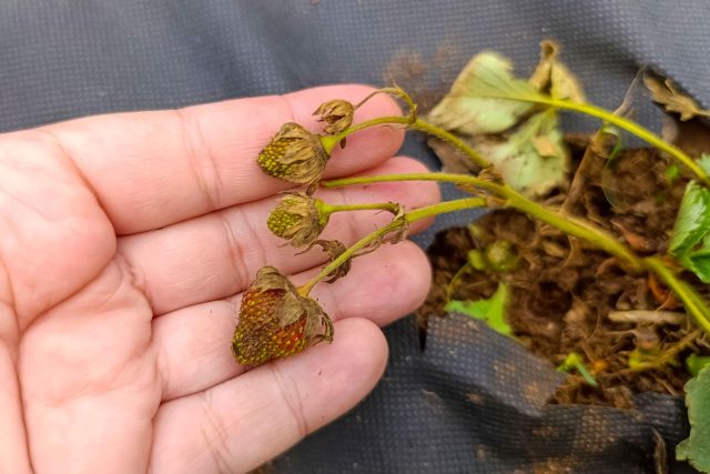 Весной клубнику важно проверить вручную: раздвиньте листья, осмотрите сердцевину и основание куста. Всё мягкое, почерневшее, подгнившее и слабое лучше убрать сразу — такие растения только тянут силы и разносят инфекции.