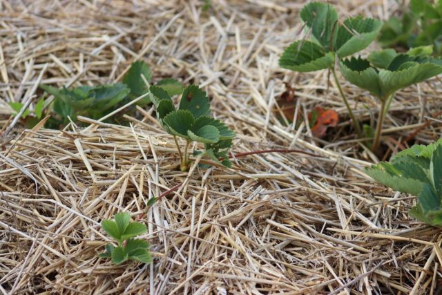 Мульчу кладут только по теплой земле. Солома, хвоя или перепревшие опилки сохранят влагу, защитят ягоды от грязи и помогут грядке держать стабильный режим.