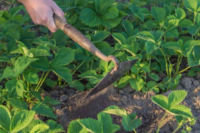 Рыхление после зимы: весной почва часто слеживается в плотную корку. Легкое рыхление между кустами на 3–5 см возвращает корням воздух, ускоряет прогрев и помогает клубнике быстрее тронуться в рост.