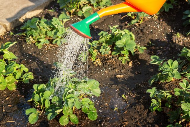 Полив весной: не поливайте клубнику по привычке. Сначала проверьте влажность на глубине 5–7 см: избыток воды весной опаснее легкой сухости и легко провоцирует гниль корней.