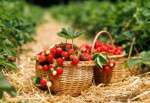 Клубника весной: что обязательно сделать сейчас ради ягод в июне Клубника в апреле: что обязательно сделать сейчас ради ягод в июне