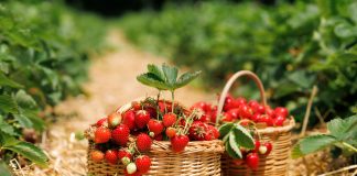 Клубника в апреле: что обязательно сделать сейчас ради ягод в июне