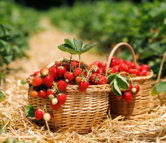 Клубника в апреле: что обязательно сделать сейчас ради ягод в июне