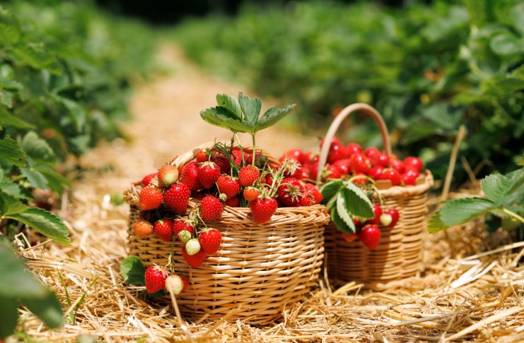 Клубника весной: что обязательно сделать сейчас ради ягод в июне Клубника в апреле: что обязательно сделать сейчас ради ягод в июне