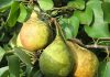 10 идеальных сортов груш для средней полосы и Подмосковья