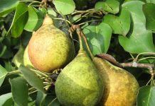 10 идеальных сортов груш для средней полосы и Подмосковья