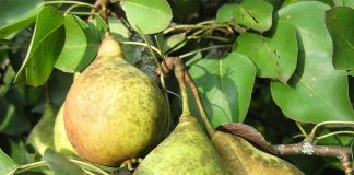 10 идеальных сортов груш для средней полосы и Подмосковья - Лучшее 10 идеальных сортов груш для средней полосы и Подмосковья