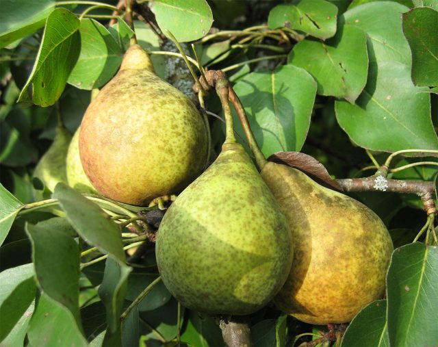 10 идеальных сортов груш для средней полосы и Подмосковья 10 идеальных сортов груш для средней полосы и Подмосковья