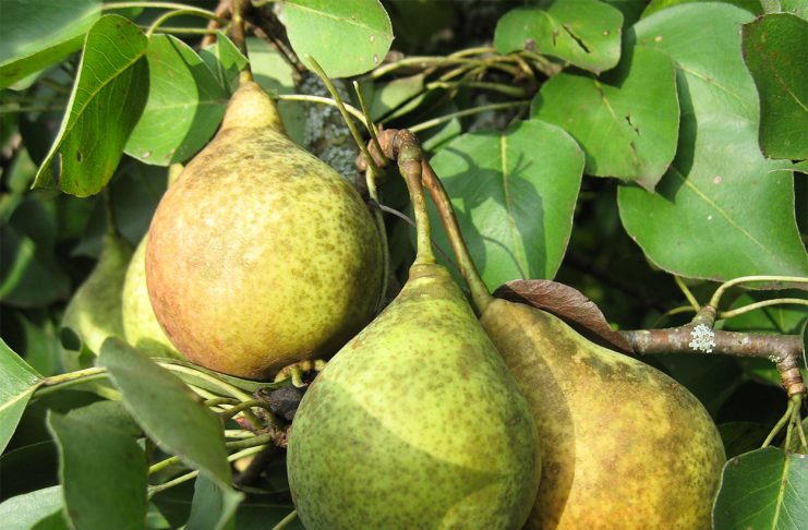 10 идеальных сортов груш для средней полосы и Подмосковья 10 идеальных сортов груш для средней полосы и Подмосковья