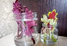 Какие растения я укореняю этой весной и советую всем? Какие декоративные растения я укореняю этой весной и советую вам?