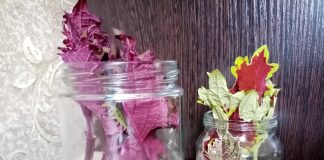 Какие растения я укореняю этой весной и советую всем? Какие декоративные растения я укореняю этой весной и советую вам?