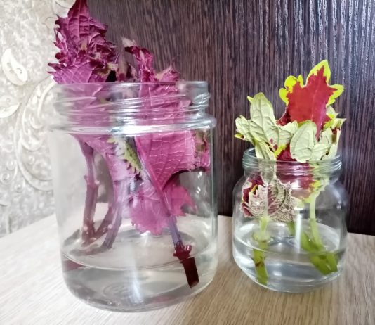 Какие декоративные растения я укореняю этой весной и советую вам?