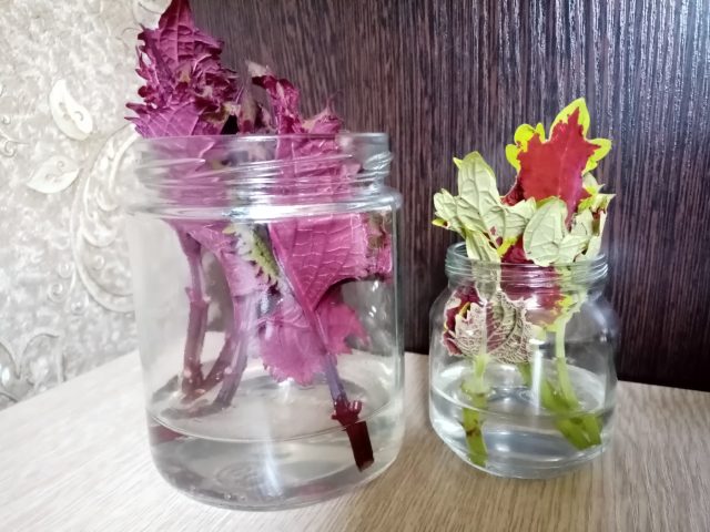 Какие декоративные растения я укореняю этой весной и советую вам? Какие декоративные растения я укореняю этой весной и советую вам?