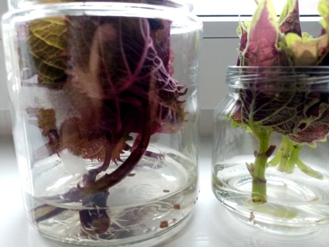 Мои укорененные колеусы Мои укорененные колеусы