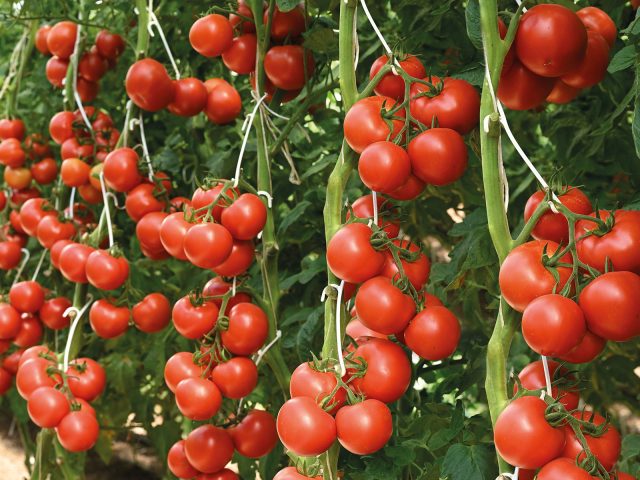 Томат Корунд F1