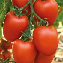 Томат красный амулет F1
