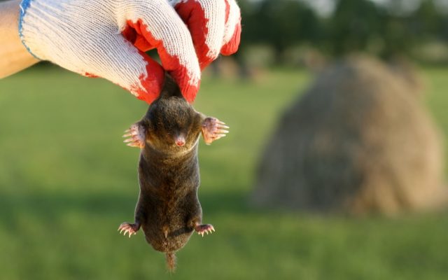 Обращение к специалистам решает проблему комплексно: учитывается вся популяция и особенности участка. Это даёт стабильный результат и снижает вероятность повторного появления кротов.